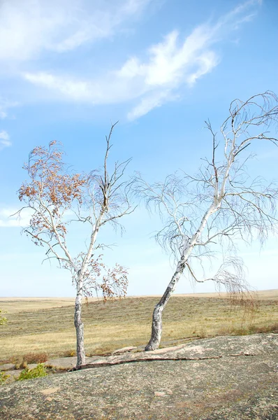 Two lonely birches — Stock Photo, Image