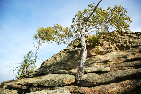 stock image Drying out birch