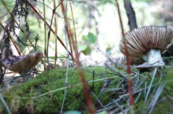 Funghi della foresta — Foto Stock