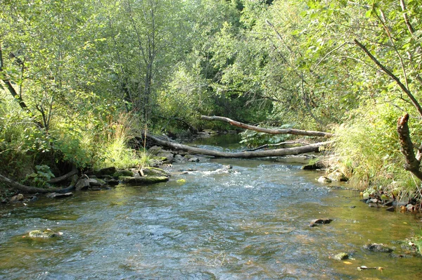 El río del bosque —  Fotos de Stock