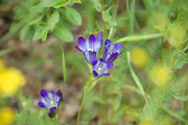 stock image Field flowers