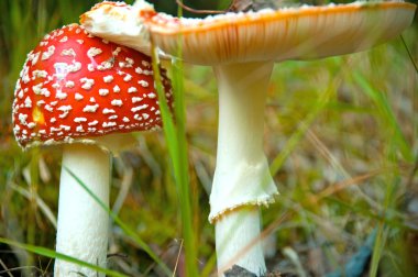 Poisonous mushroom clipart
