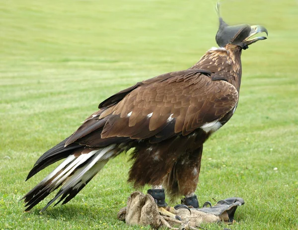 stock image Falcon on the ground