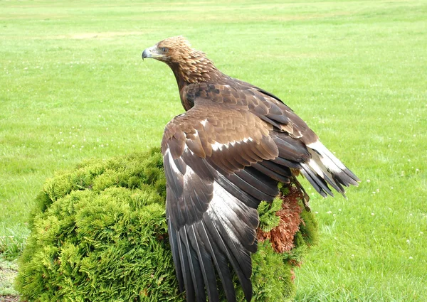 Stock image Falcon on a bush