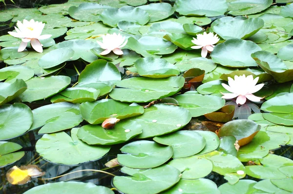 stock image The water lilies