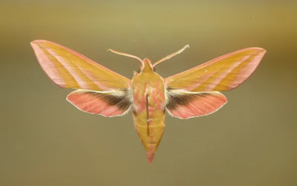 stock image Butterfly