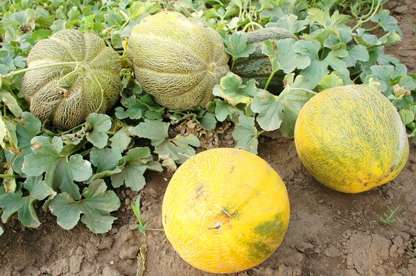 stock image Melon on a field