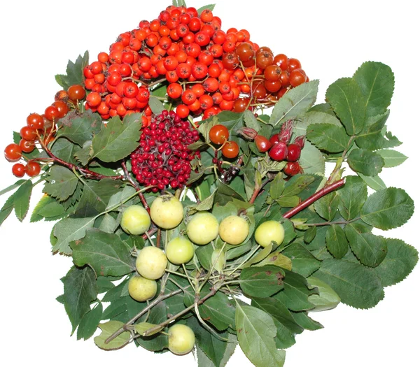 Mixture of the berries — Stock Photo, Image
