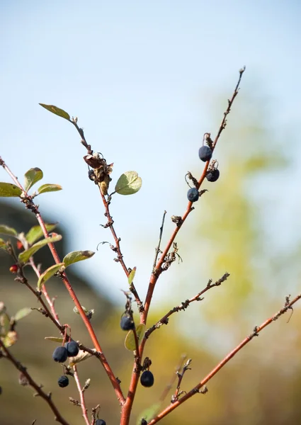 Beeren auf Zweigen — Stockfoto