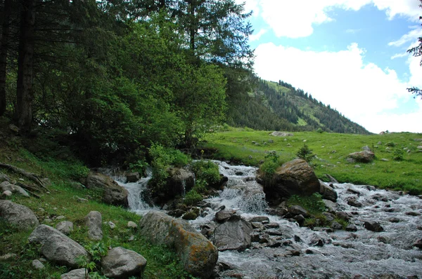 Arroyo de montaña en el bosque de coníferas — Foto de Stock