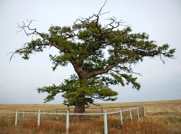 A unique tree in the steppe — Stock Photo, Image