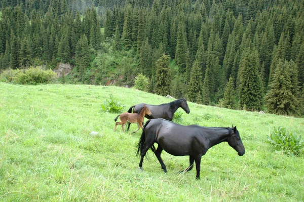 Black horses on a mountain pasture — Stock Photo, Image