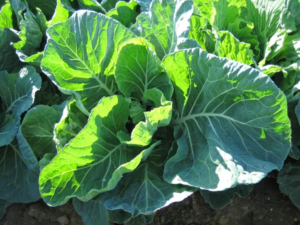 stock image Young cabbage plants