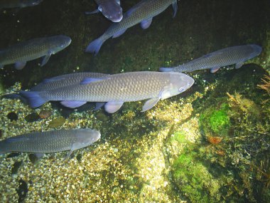 Big fishes in the London Aquarium clipart