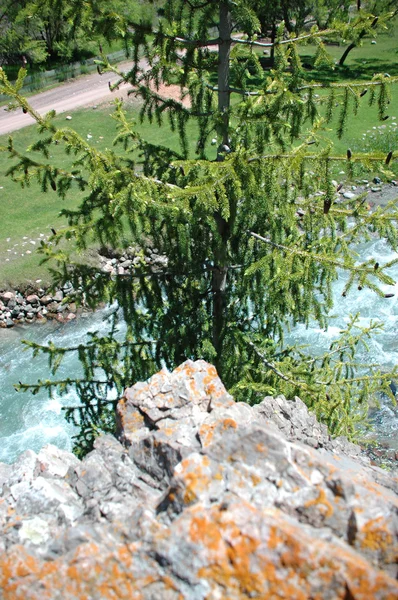Árbol de coníferas en una roca —  Fotos de Stock