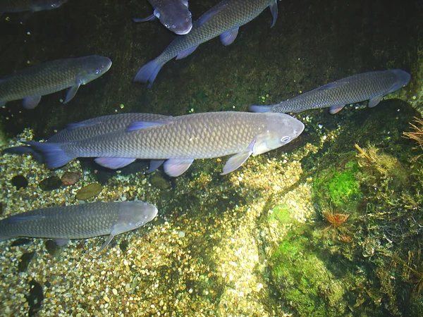 Grote vissen in het london aquarium — Stockfoto