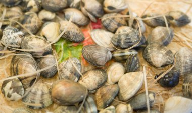 Shellfishes