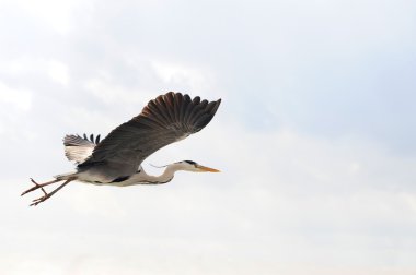 Flying heron clipart