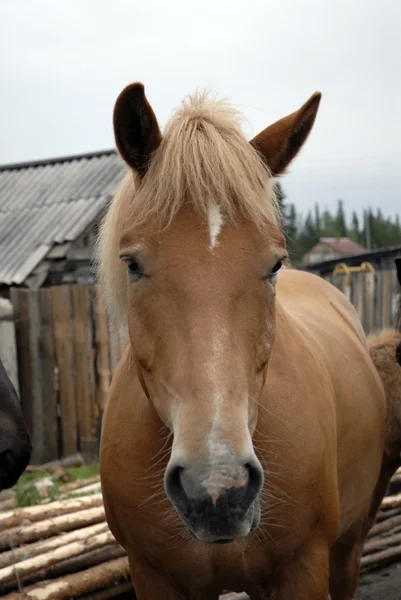 stock image Chestnut horse