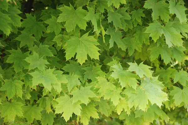 stock image Leafage