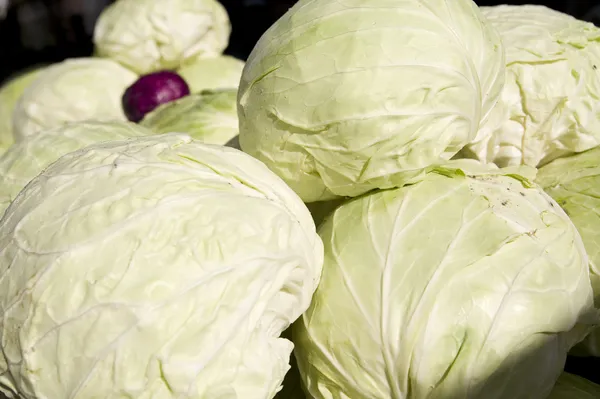 stock image White cabbage