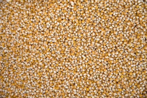 Suszonej kukurydzy — Zdjęcie stockowe