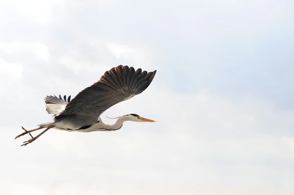 Létající heron — Stock fotografie