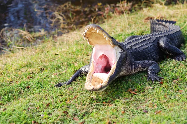 Alligator — Stockfoto