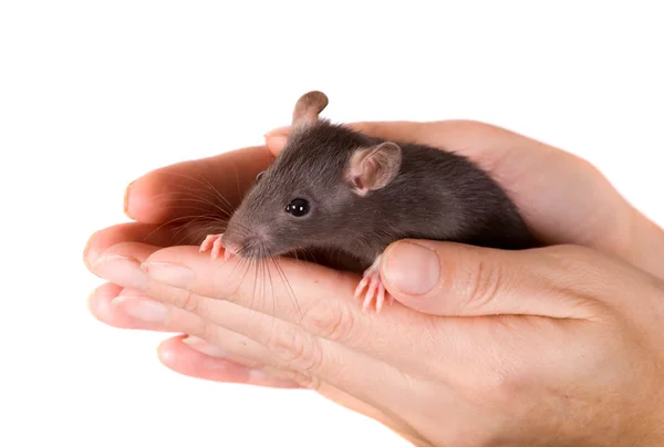 手里的老鼠 — 图库照片