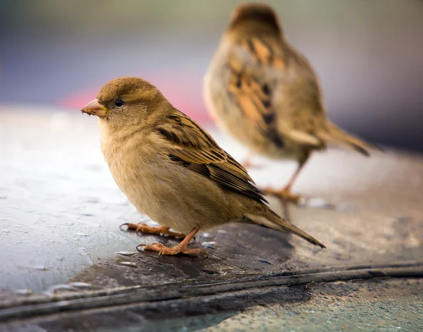 Sparrows on a roof of the car — Stock Photo, Image