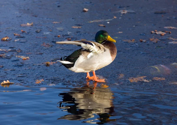 El pato en el hielo —  Fotos de Stock