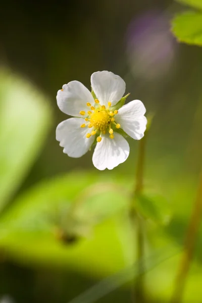 stock image Wild strawberry flower