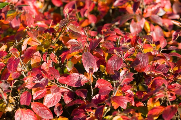 Stock image Red leaves