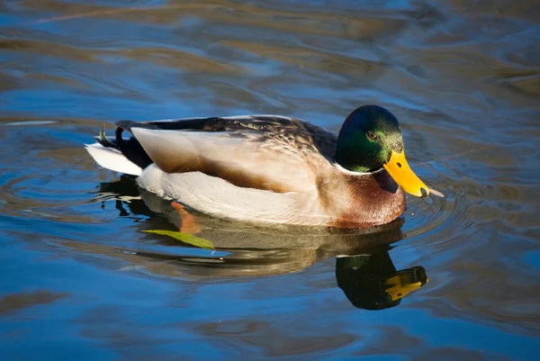 Duck on blue water — Stock Photo, Image