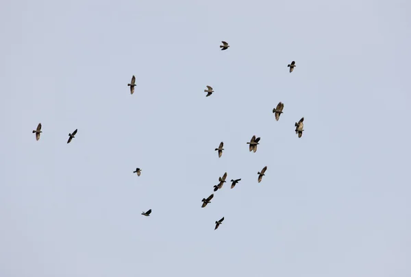 Schwarze Vögel — Stockfoto