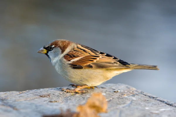 Sparrow in a profile — Stockfoto