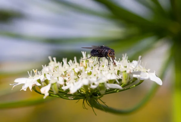 Bir çiçek yakın çekim sinek — Stok fotoğraf