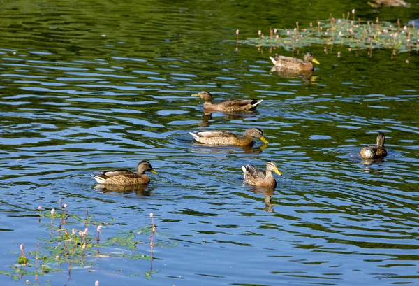 Canards dans un étang — Photo