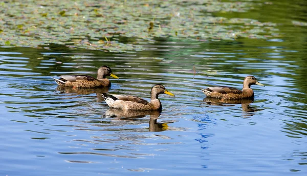 Three ducks — Stock Photo, Image