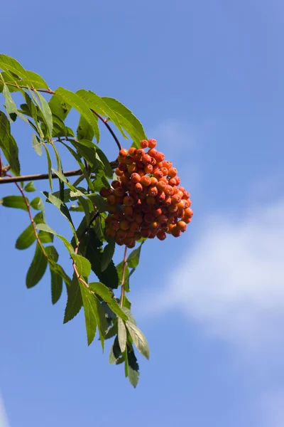 Rowan-albero — Foto Stock