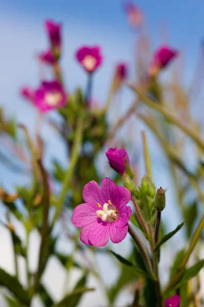Flores de pradera púrpura —  Fotos de Stock