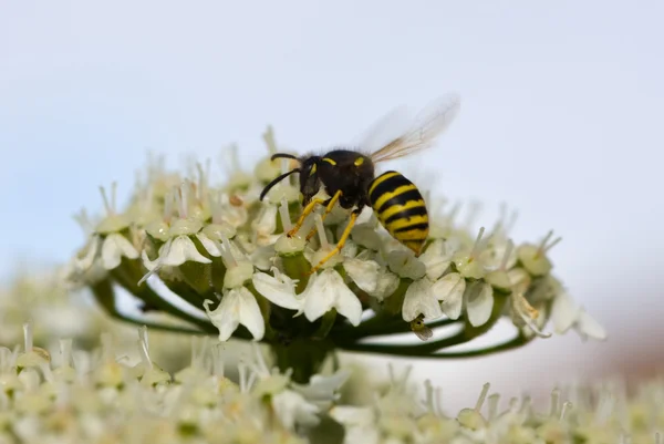 Hoverfly - Stock-foto