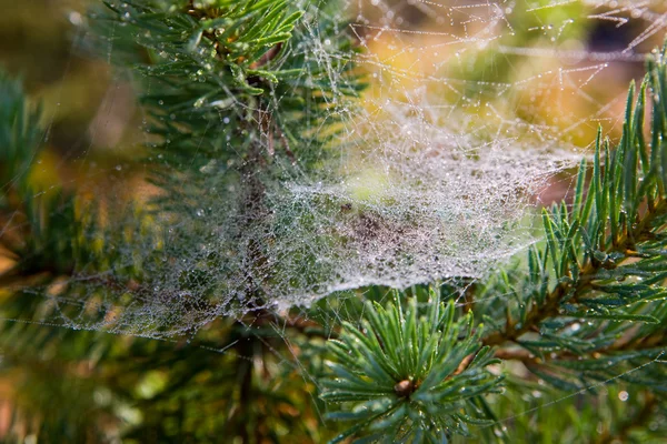 stock image Wet web