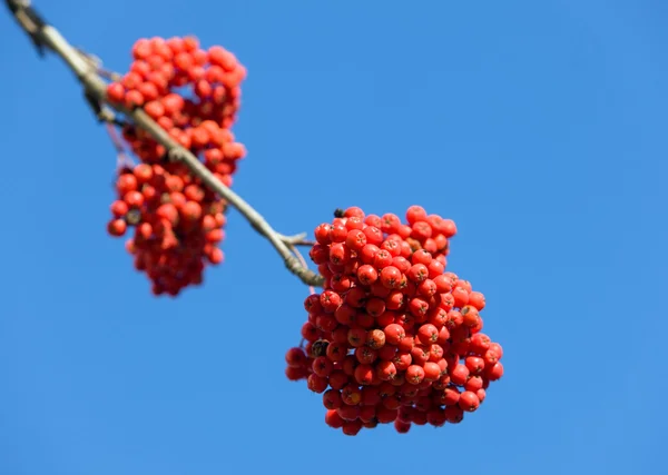 Rowan with ripe berries — Stock Photo, Image