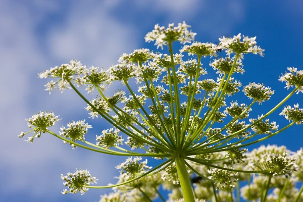 Cow parsnip Royalty Free Stock Images