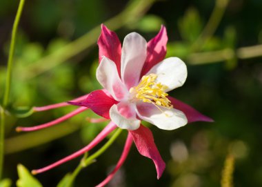 Aquilegia