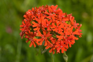 Lychnis