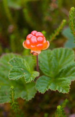 Cloudberries