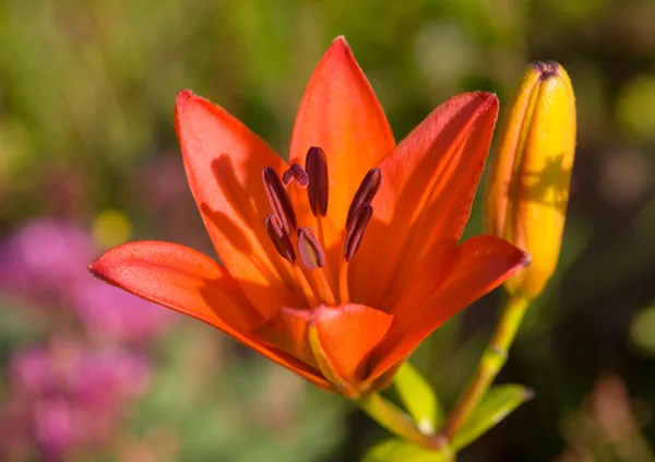 Zbliżenie lilii — Zdjęcie stockowe