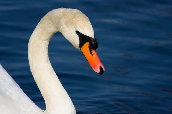 Portrait of swan — Stock Photo, Image